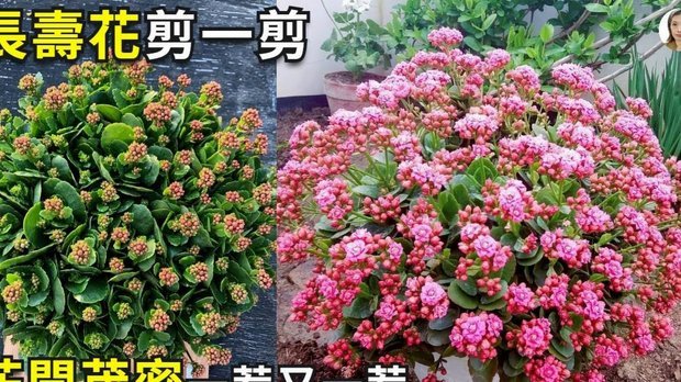 如何套现还花呗