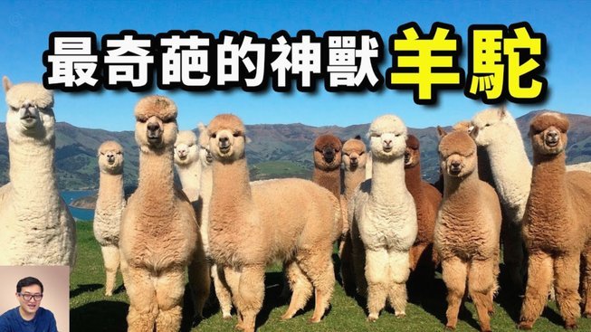 羊小咩提现到账要多久？详解提现攻略