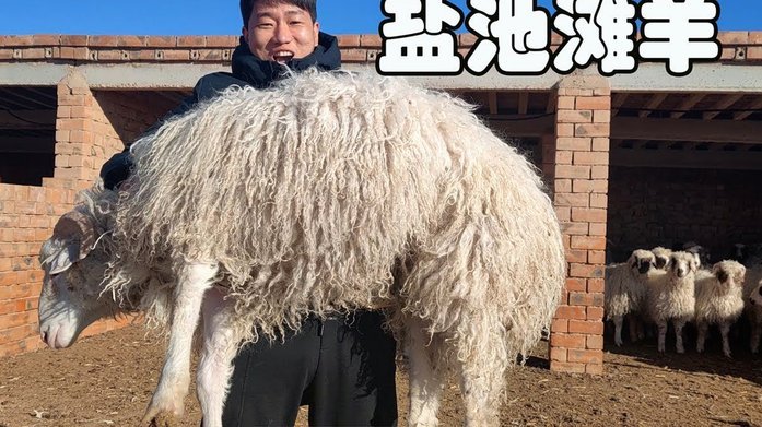 羊小咩是正规的吗