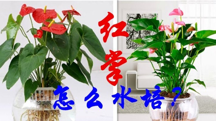 花呗套现行为如何被识别？
