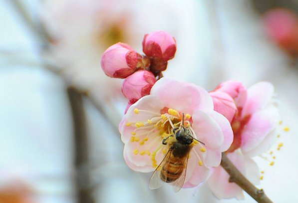 秒花现象解析：转瞬即逝的美好与无奈