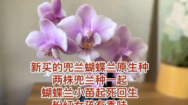 花呗套路：如何规避风险判定