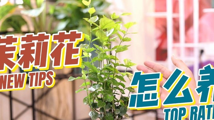 花呗的商业模式与社会经济影响